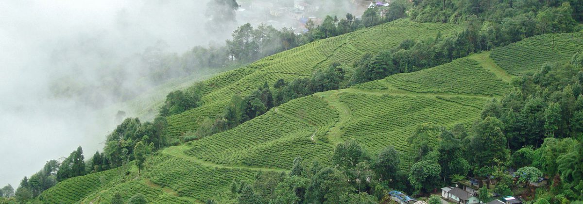 Tea Plantation, Darjeeling, India