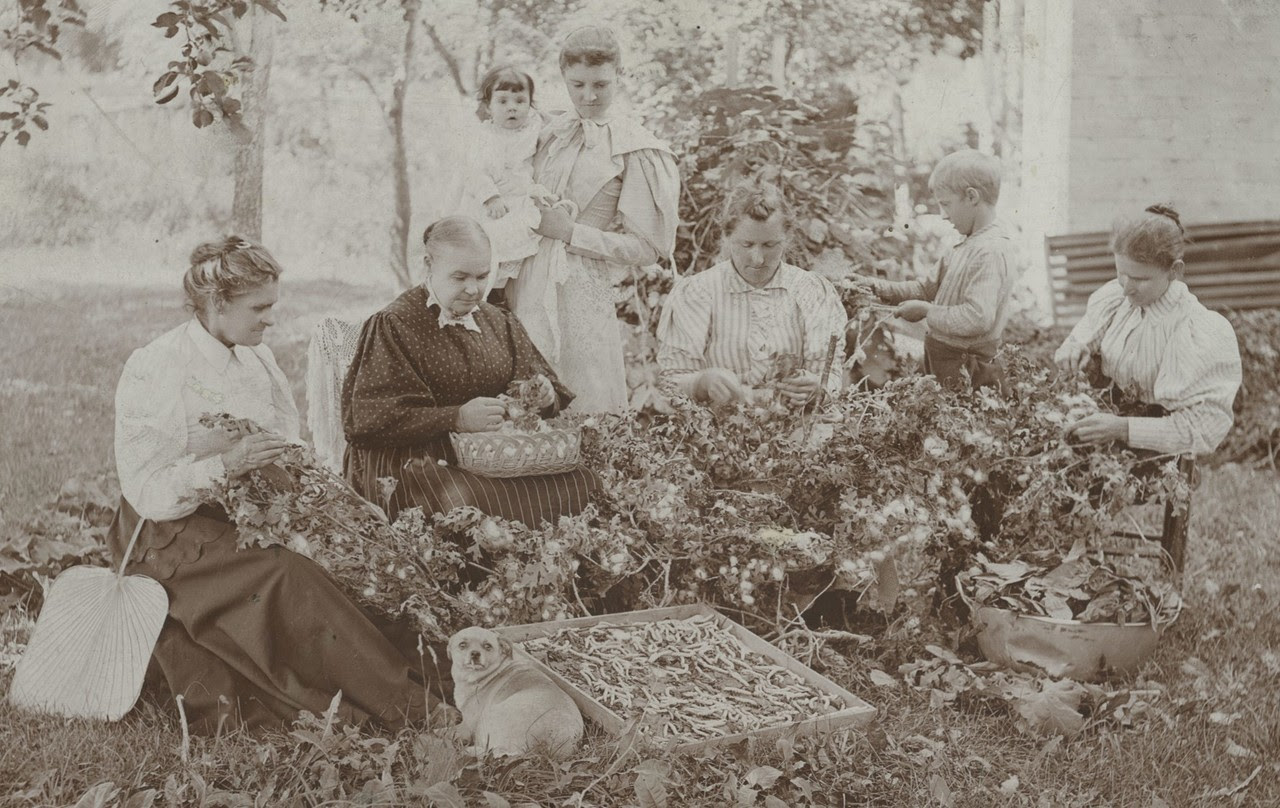 A black-and-white image of a group of women gathered around a pile of foliage.